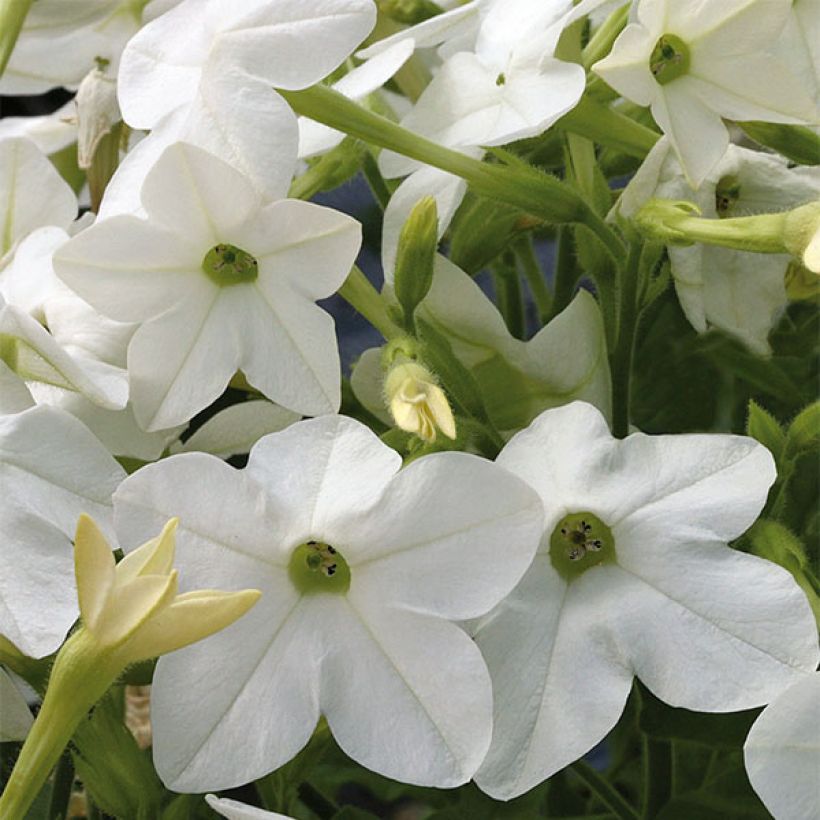 Nicotiana sanderae Perfume F1 Wit - Siertabak (Flowering)