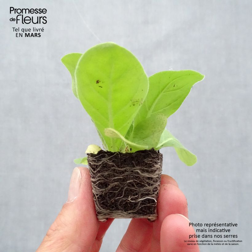 Example of Tabac d'ornement - Nicotiana sylvestris Mini-mot Ø 3/4 cm as you get in printemps