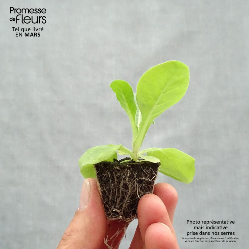 Example of Tabac d'ornement Perfume Mix Kluitplant: kluit 3,8 cm x 3,2 cm in een tray voor 16 planten as you get in printemps