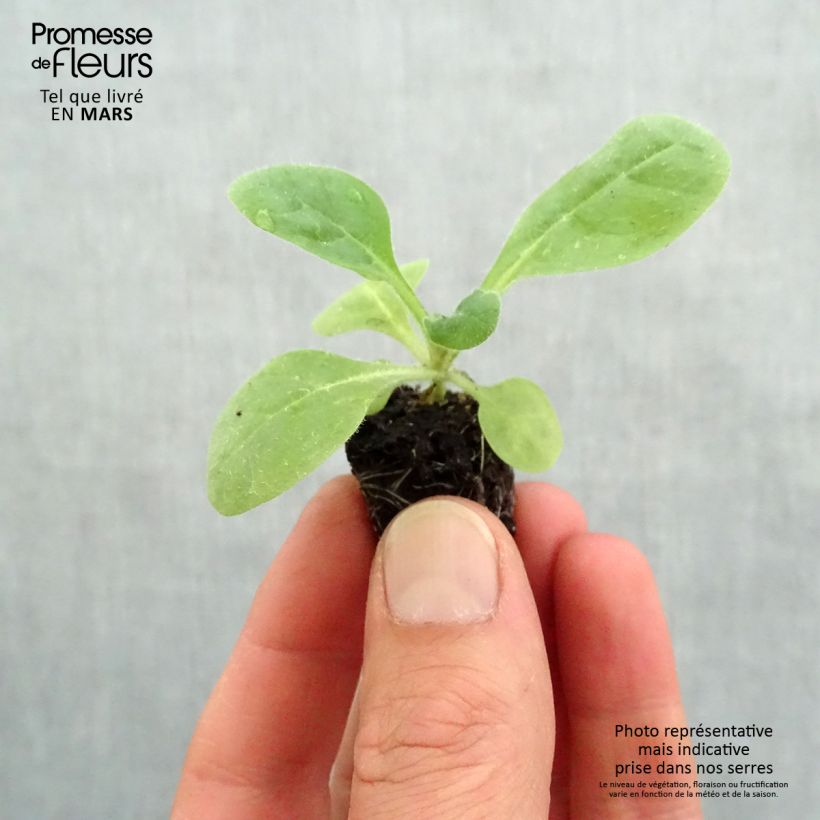 Example of Tabac d'ornement Perfume Red - Nicotiana Mini-mot Ø 3/4 cm as you get in printemps