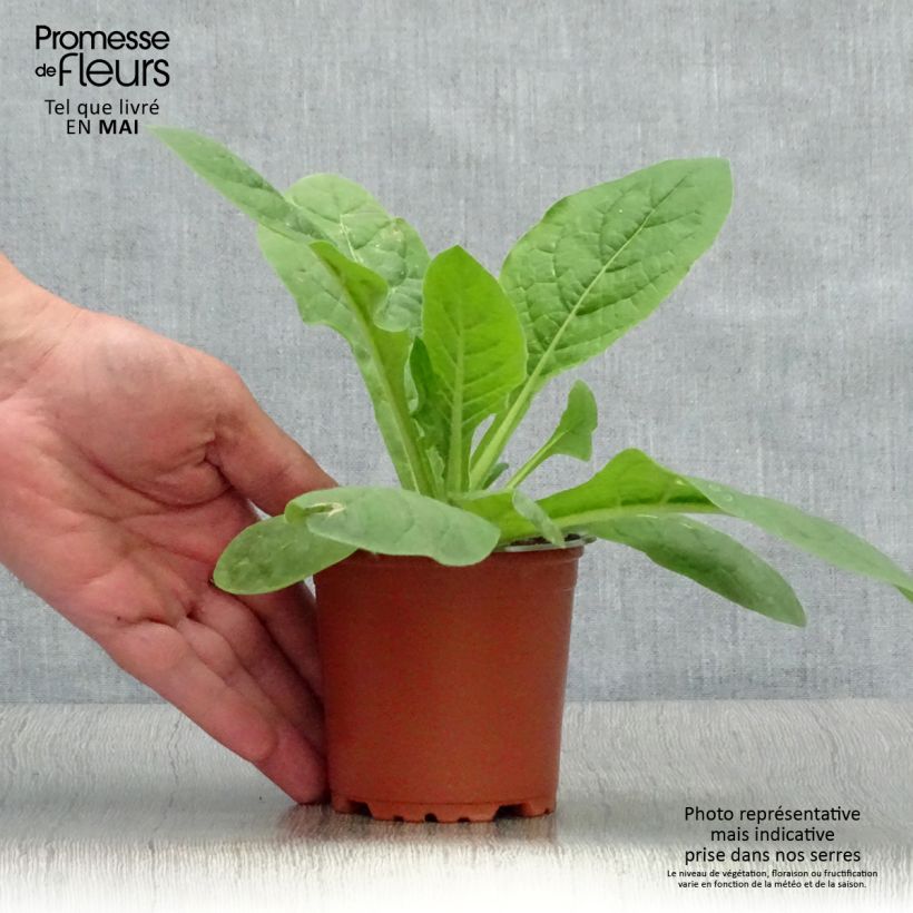 Example of Tabac d'ornement Perfume Red - Nicotiana Kweekpotje van 8/9 cm as you get in printemps