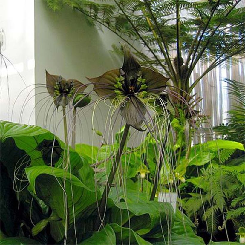 Tacca chantrieri - Vleermuisbloem (Flowering)