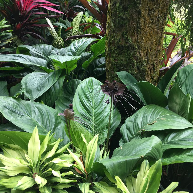 Tacca chantrieri - Vleermuisbloem (Groeiplaats)