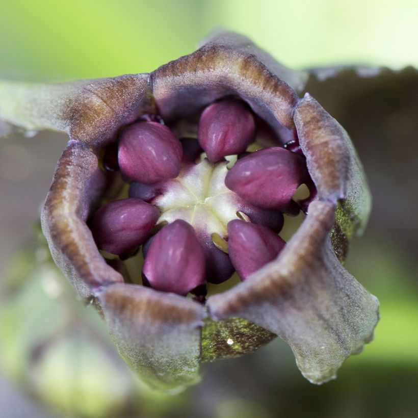 Tacca integrifolia Nivea - Witte vleermuisbloem (Bloei)