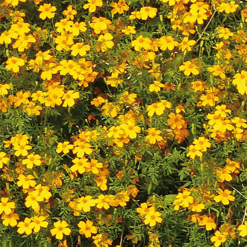 Afrikaantje Gold Medal - Tagetes erecta (Flowering)