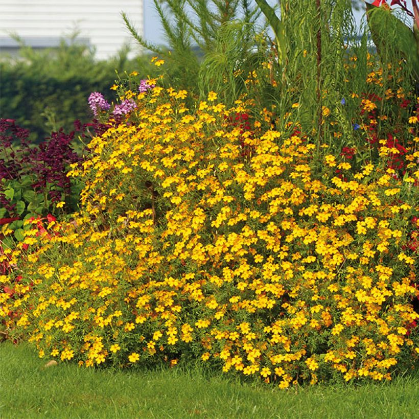Afrikaantje Gold Medal - Tagetes erecta (Plant habit)