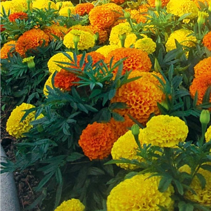 Groot afrikaantje - Tagetes erecta Taishan Mix (plugplanten) (Bloei)