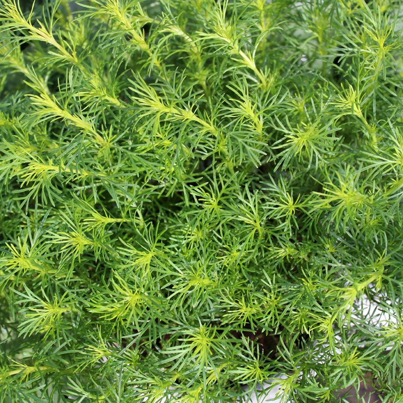 Snoepblad (jonge planten) - Tagetes filifolia (Blad)