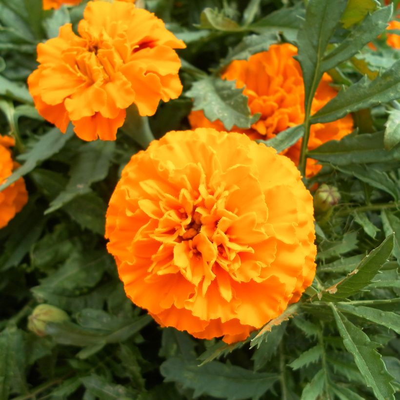 Klein afrikaantje Boy O Boy Orange (zaad) - Tagetes patula (Flowering)