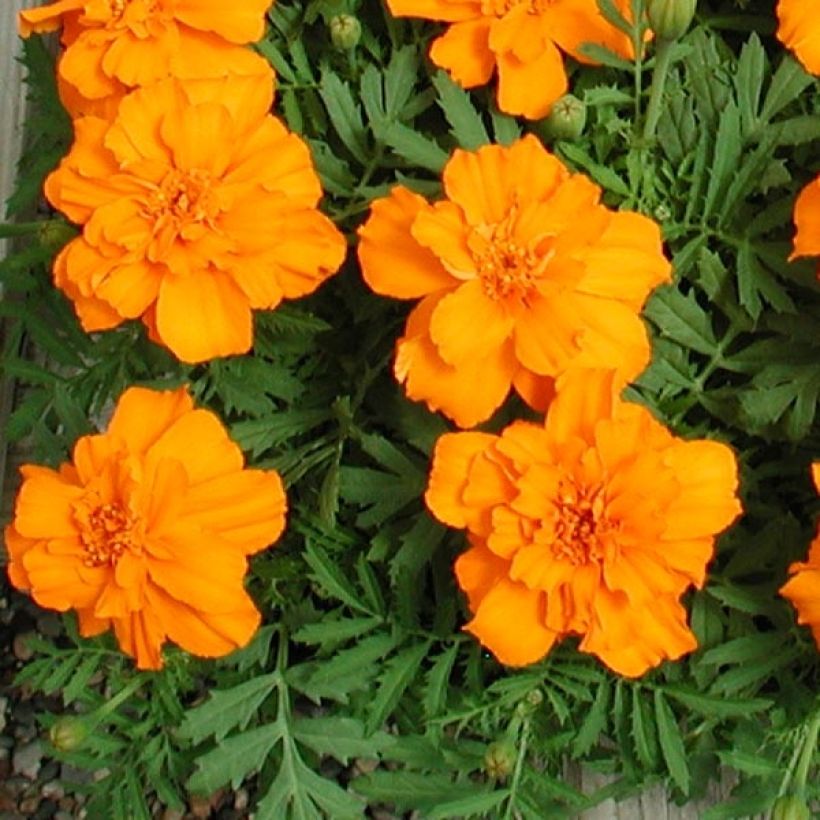 Klein afrikaantje Queen Orange (plugplanten) - Tagetes patula (Foliage)