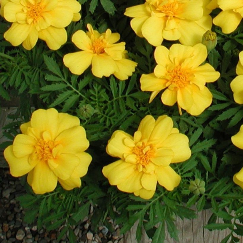 Klein afrikaantje Queen Yellow (plugplanten) - Tagetes patula (Foliage)
