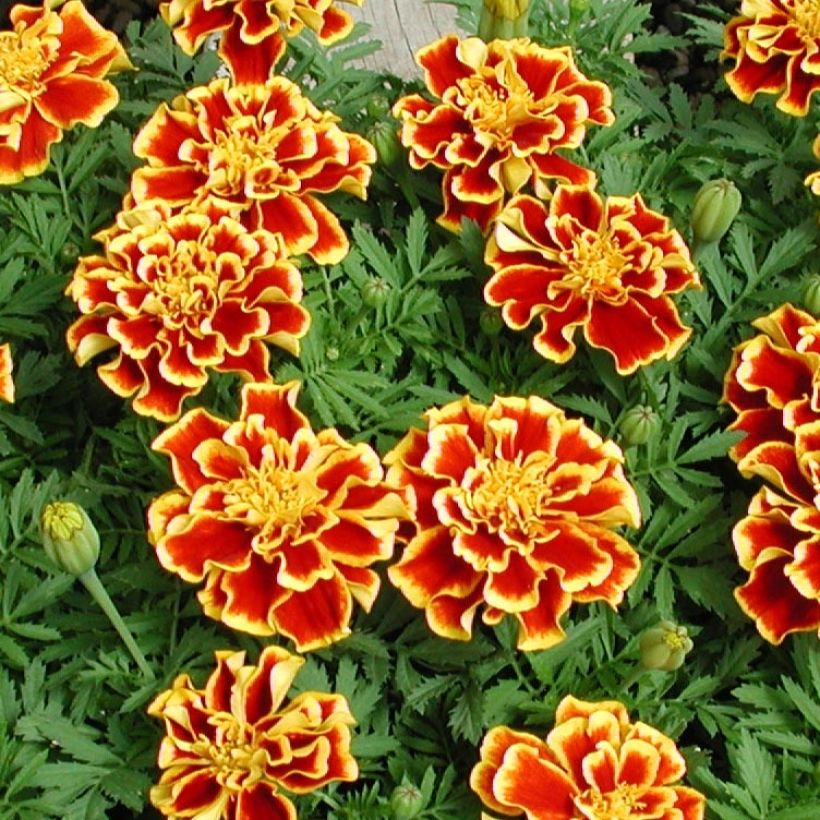 Klein afrikaantje Queen Yellow Fire (plugplanten) - Tagetes patula (Flowering)