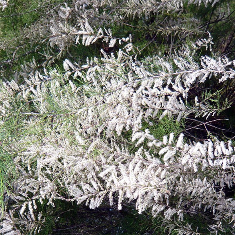 Tamarisk ramosissima Hulsdonk White (Flowering)