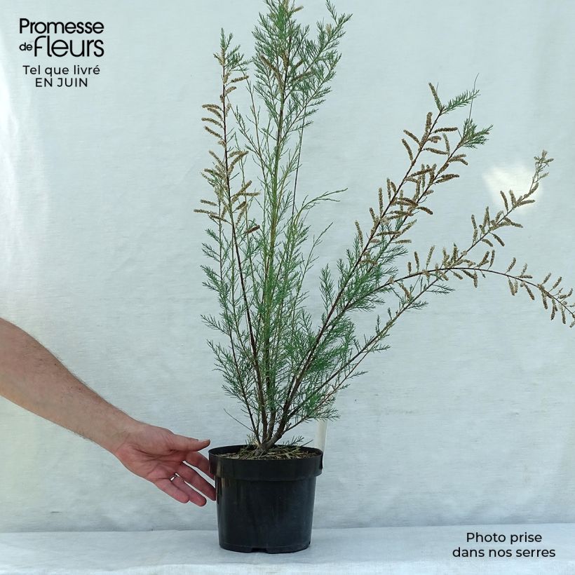 Exemplaar van Tamarisk ramosissima Hulsdonk White Pot van 3 l/4 l zoals geleverd in de zomer