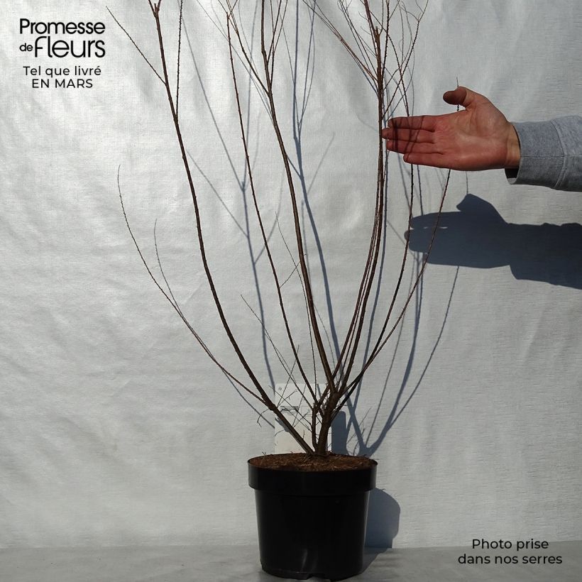 Exemplaar van Tamarisk ramosissima Hulsdonk White Pot van 3 l/4 l zoals geleverd in de lente