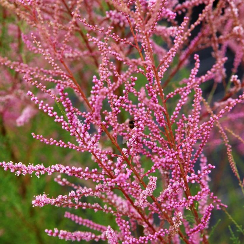 Tamarix ramosissima Rubra - Zomertamarisk (Flowering)