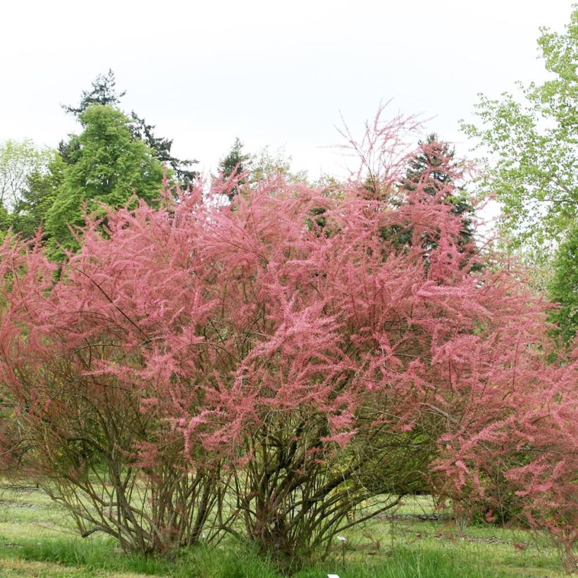 Tamarix ramosissima Rubra - Zomertamarisk (Plant habit)