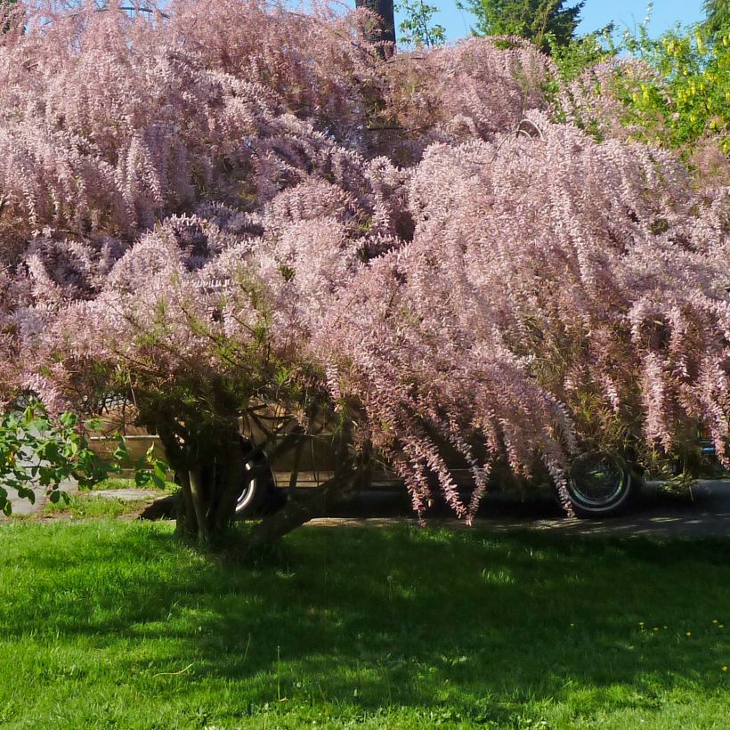 Tamarix tetrandra - Tamarisk (Plant habit)