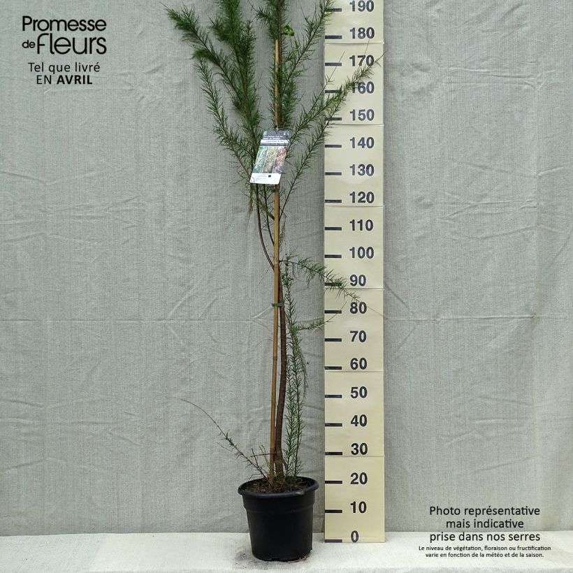 Exemplaar van Tamarix gallica - Franse tamarisk Pot van 7,5 l/10 l zoals geleverd in de lente