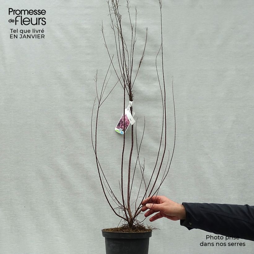 Example of Tamarix parviflora - Tamaris de printemps Pot van 3 l/4 l as you get in hiver