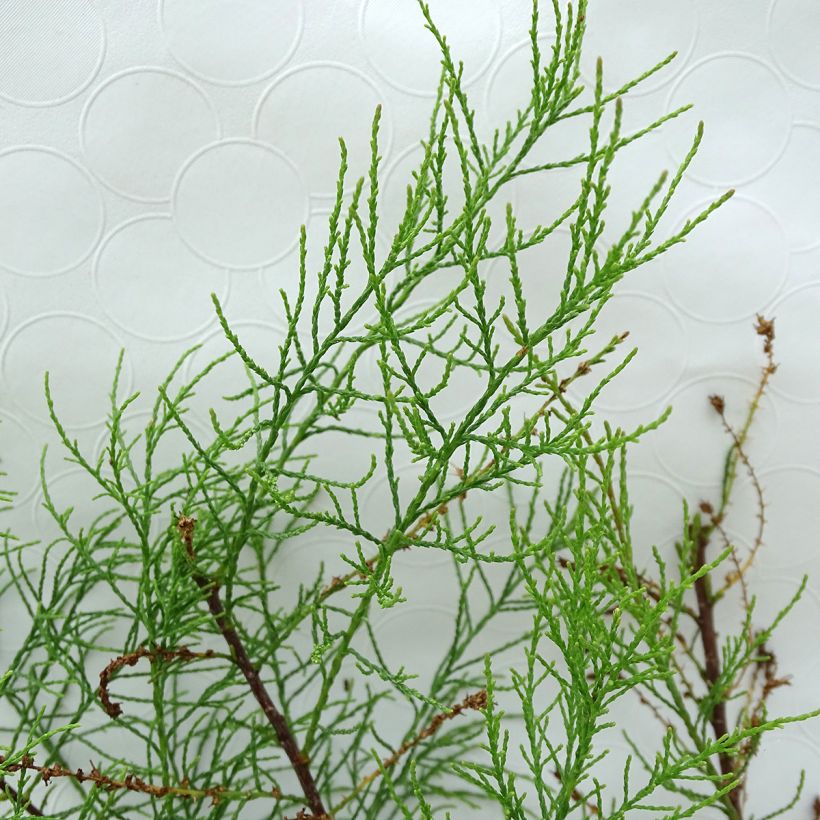 Tamarix parviflora - Tamarisk (Foliage)