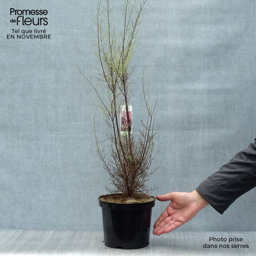 Exemplaar van Tamarix parviflora - Tamarisk Pot van 3 l/4 l zoals geleverd in de herfst