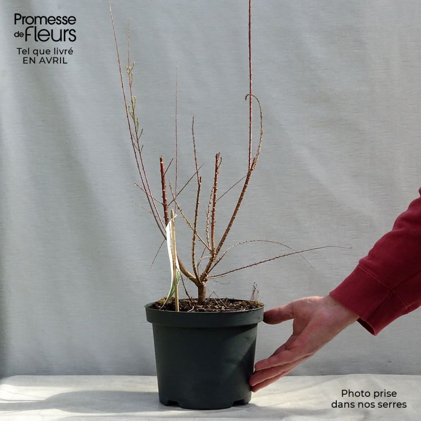 Exemplaar van Tamarix ramosissima Pink Cascade Pot van 2 l/3 l zoals geleverd in de lente