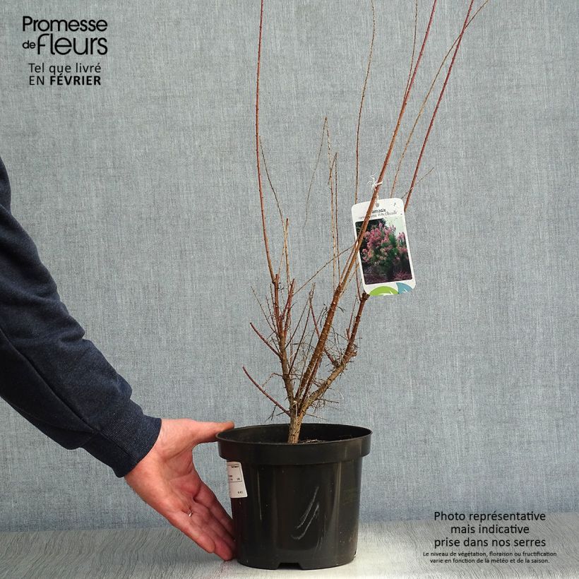 Example of Tamarix ramosissima Pink Cascade Pot van 2 l/3 l as you get in hiver