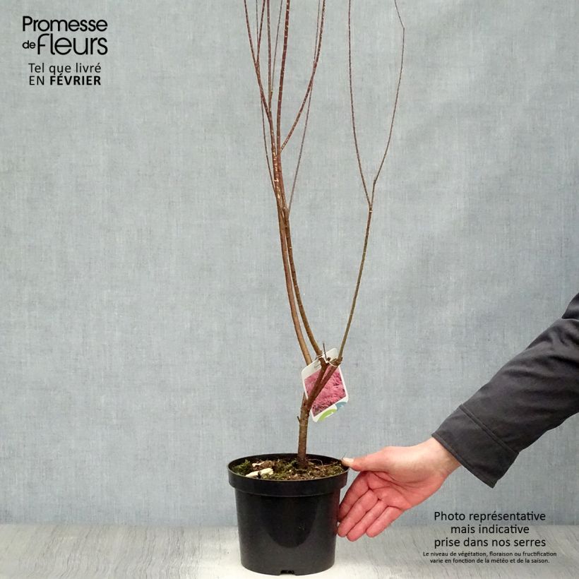 Example of Tamarix tetrandra - Tamarisk Pot van 3 l/4 l as you get in hiver