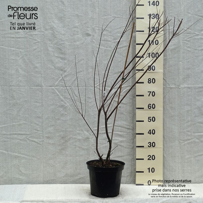 Example of Tamarix tetrandra - Tamarisk Pot van 4 l/5 l as you get in hiver
