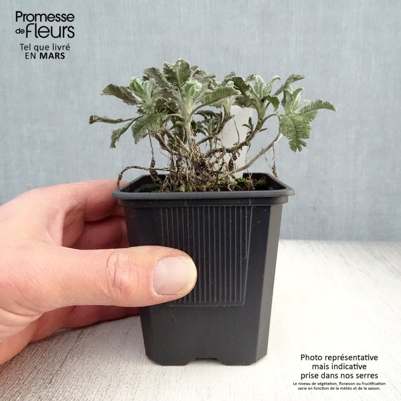 Exemplaar van Tanacetum haradjanii - Wormkruid Kweekpotje van 7/8 cm zoals geleverd in de lente