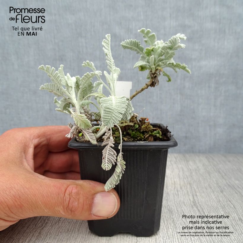 Exemplaar van Tanacetum haradjanii Little Frosty - Wormkruid Kweekpotje van 8/9 cm zoals geleverd in de lente