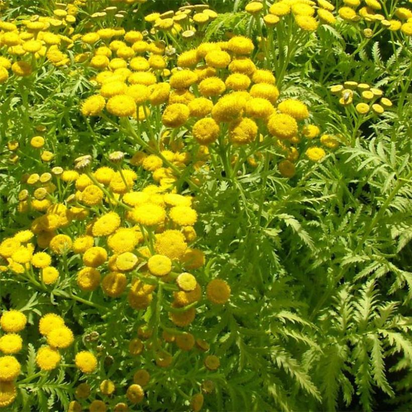 Tanacetum vulgare Isla Gold - Boerenwormkruid (Foliage)