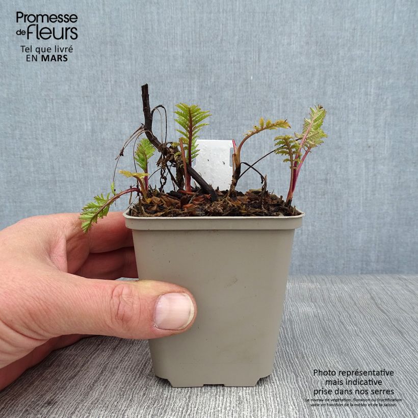 Example of Tanacetum vulgare Isla Gold - Tanaisie dorée Kweekpotje van 8/9 cm as you get in hiver