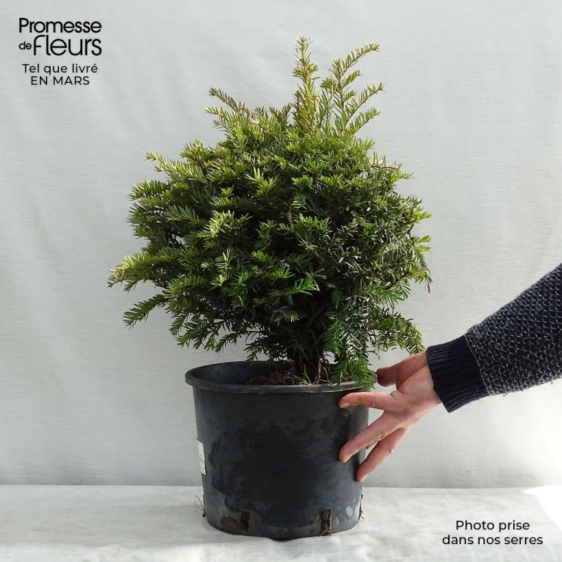 Example of Taxus baccata - Venijnboom Pot van 4 l/5 l as you get in hiver