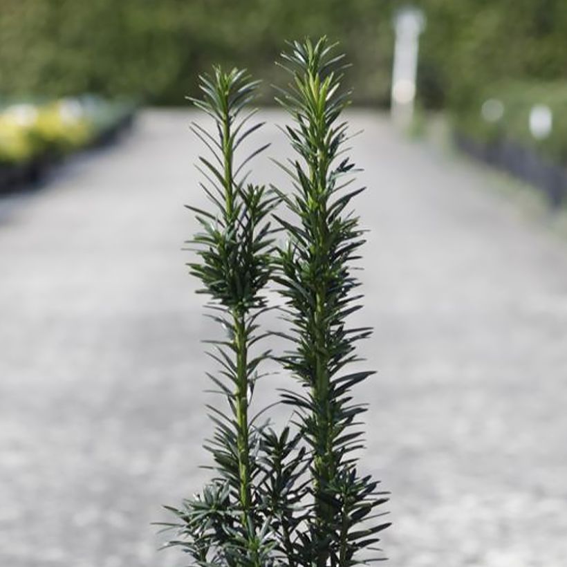 Taxus baccata fastigiata Black Tower - Venijnboom (Foliage)