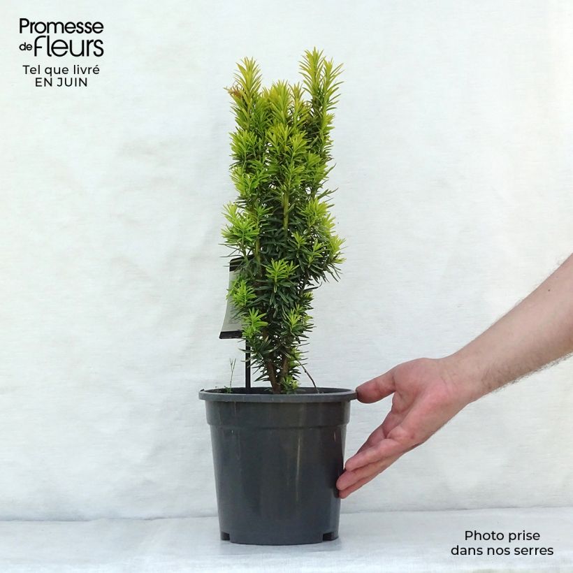 Exemplaar van Taxus baccata David - Venijnboom Pot van 2 l/3 l zoals geleverd in de zomer