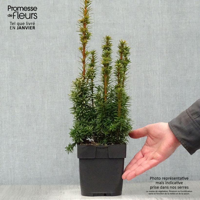 Example of Taxus baccata David - If colonnaire panaché Pot van 2 l/3 l as you get in hiver