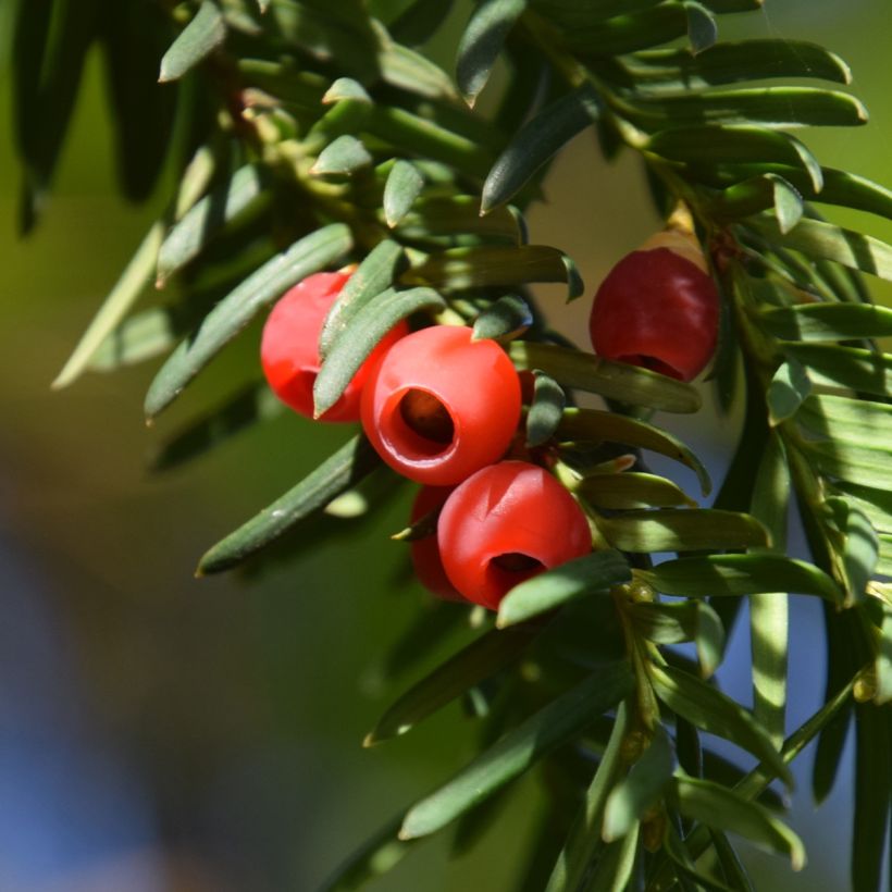Taxus baccata Dovastoniana - Venijnboom (Harvest)