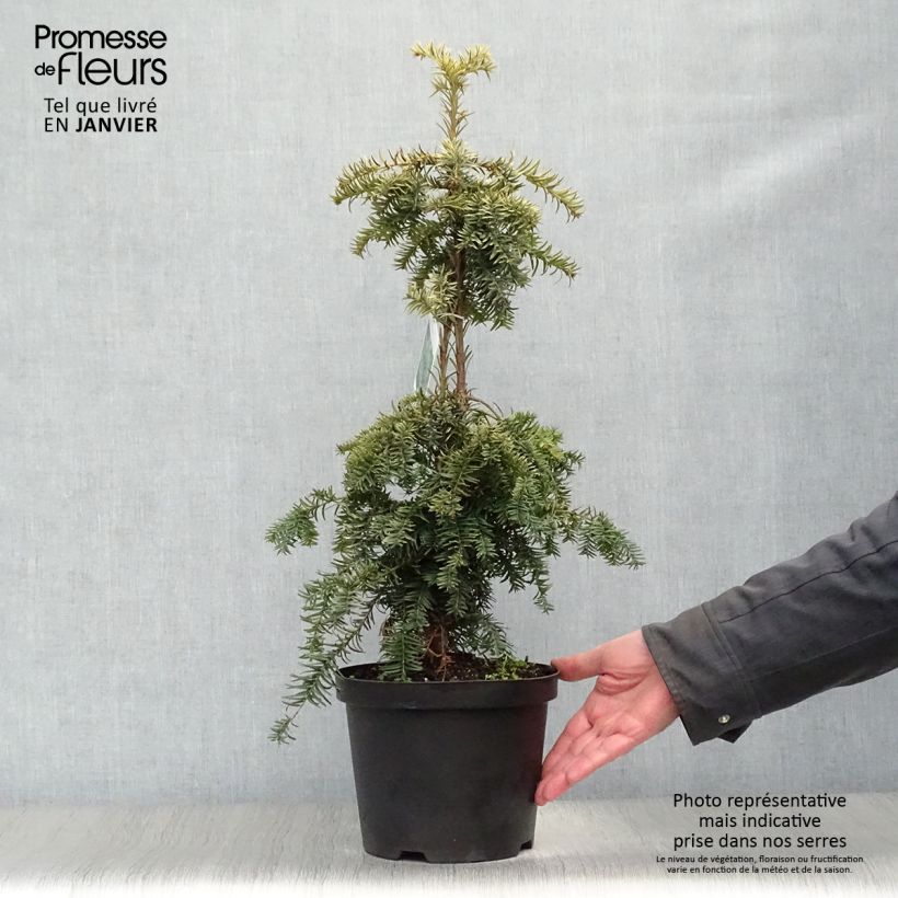 Example of Taxus baccata Dovastonii Aurea - If doré Pot van 2 l/3 l as you get in hiver