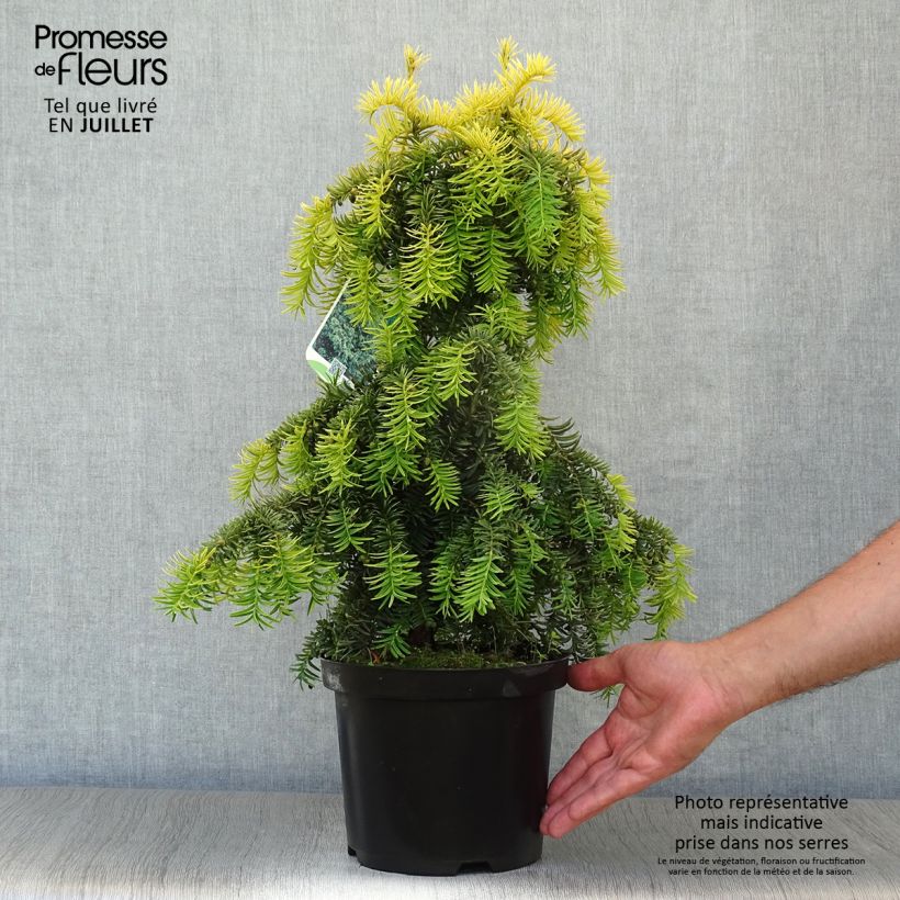 Exemplaar van Taxus baccata Dovastonii Aurea - Gouden taxus Pot van 2 l/3 l zoals geleverd in de zomer