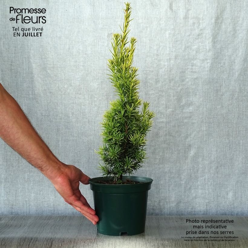 Exemplaar van Taxus baccata Fastigiata Aurea - Venijnboom Pot van 2 l/3 l zoals geleverd in de zomer