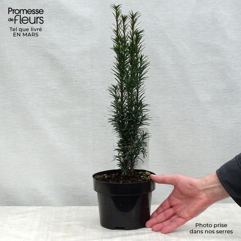 Exemplaar van Taxus baccata Fastigiata Robusta - Venijnboom Pot van 2 l/3 l zoals geleverd in de lente