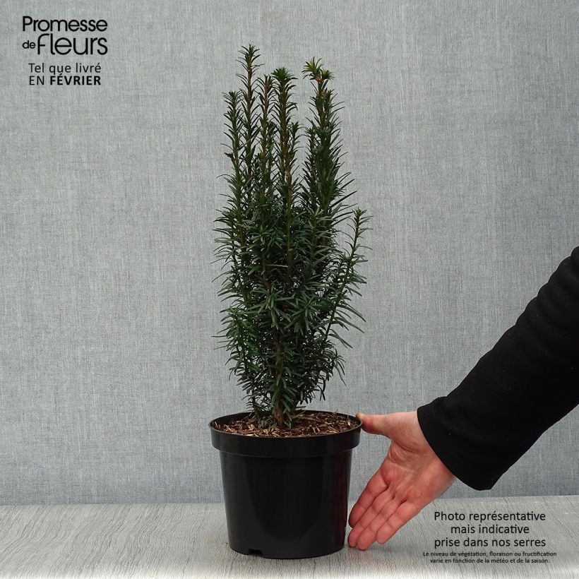 Example of Taxus baccata Fastigiata Robusta - Venijnboom Pot van 2 l/3 l as you get in hiver