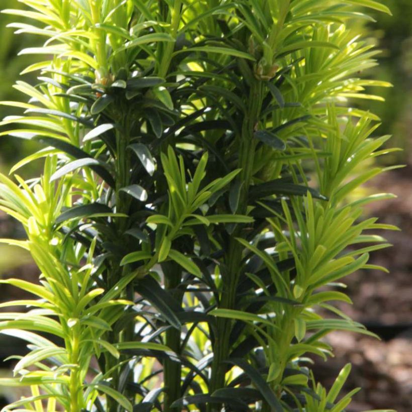 Taxus baccata Ivory Tower - Venijnboom (Foliage)
