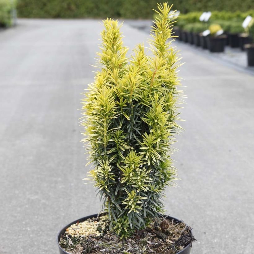Taxus baccata Ivory Tower - Venijnboom (Plant habit)