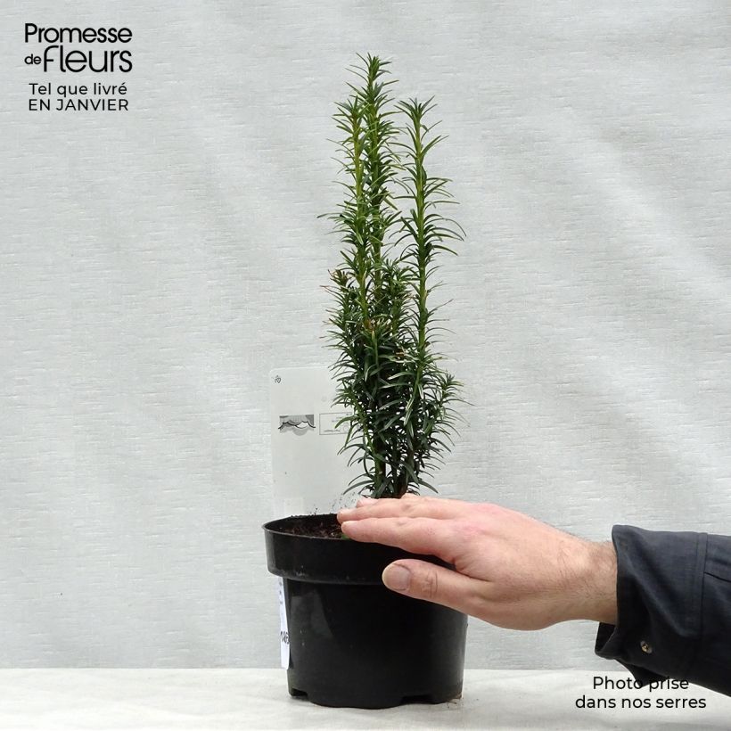 Example of Taxus baccata Ivory Tower - If colonnaire panaché Pot van 2 l/3 l as you get in hiver