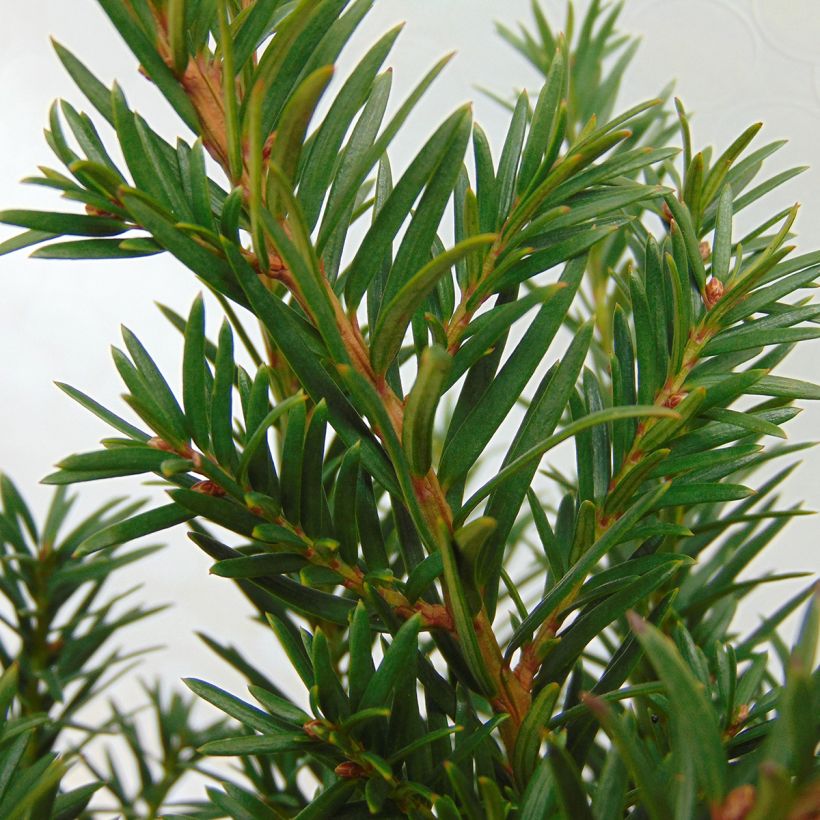 Taxus baccata Repandens - Venijnboom (Foliage)