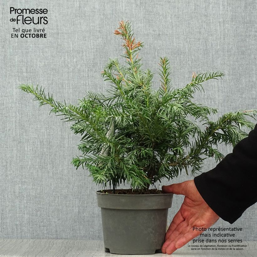 Exemplaar van Taxus baccata Repandens - Venijnboom Pot van 2 l/3 l zoals geleverd in de herfst