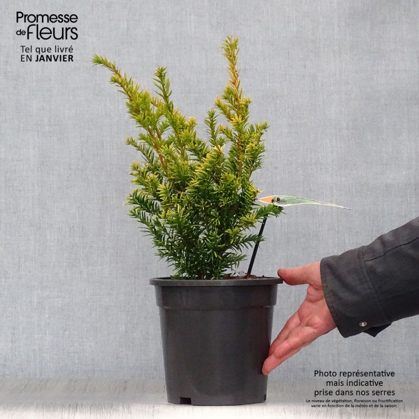 Example of Taxus baccata Semperaurea - If commun doré. Pot van 2 l/3 l as you get in hiver